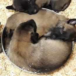 Belgian Malinois and Boston Terrier All Grown Up from SB & Raksha