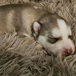 Kane Brown - Sable and white male Siberian Husky puppy in Surprise, Arizona from Country Heart Kennel
