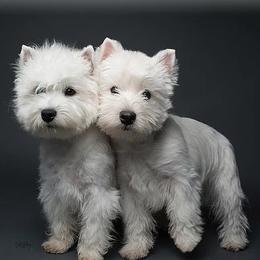 West Highland White Terriers from Wildwood Westies