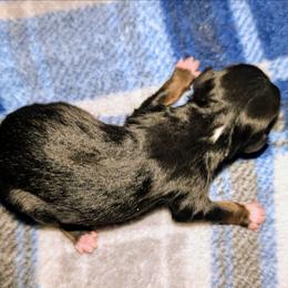 G3 - Black tri female Toy Australian Shepherd puppy in Shepherd, Texas from GAMALA Farm & Kennels