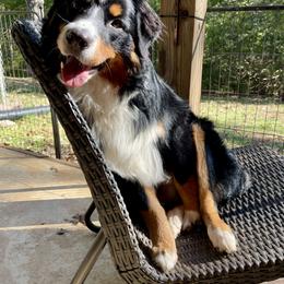 Australian Shepherd All Grown Up from Muckalee Lane Aussies