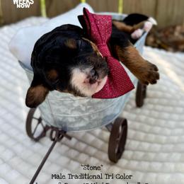 Stone - Tri-color male Bernedoodle puppy in Orange, Texas from Walk with Me Doodles