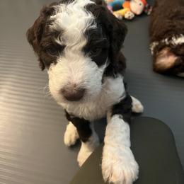 Bernedoodle Puppies from Lovey Dovey Bernedoodles