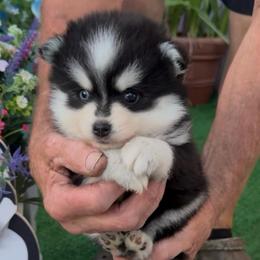 Rico - Black and white male Pomsky puppy in Spring Hill, Florida from PDQ Pomskies