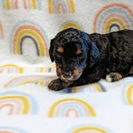 Aussiedoodle, Australian Shepherd, Bernedoodle, Cockapoo, and Poodle Puppies from Sis' Doodles & Poodles