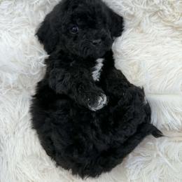 Boy 2 - Black phantom male Aussiedoodle puppy in Mtn Rest, South Carolina from Stocktons Doxies & Doodles