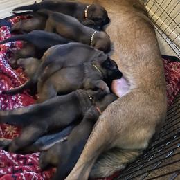 Belgian Malinois Puppies from BlueStone