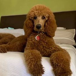 Poodles from Valentine Poodles
