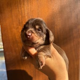 Teddy- Chocolate and Cream Boy - Chocolate and cream male Dachshund puppy in North Branch, Michigan from Monarch Miniature Dachshunds