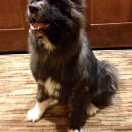 Akita All Grown Up from Ursa Major Akitas