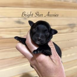 Echo - Black & white male Australian Shepherd puppy in Newton, Mississippi from Bright Star Aussies