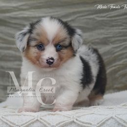 Fluffy Merle F - Blue merle and white female American Corgi puppy in Straughn, Alabama from Magnolia Creek Corgis