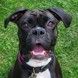 Boxers from J & M Boxers