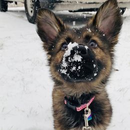 German Shepherds from Clear Ridge German Shepherds