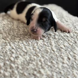Berlioz - Piebald male Dachshund puppy in Vancouver, Washington from Cascade Minis