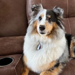 Maddie - Shetland Sheepdog