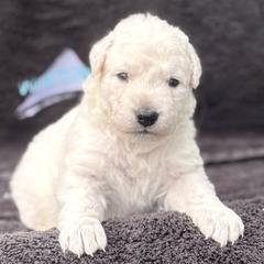 Boy 3 - male Kuvasz puppy in Wimauma, Florida from Whiterock