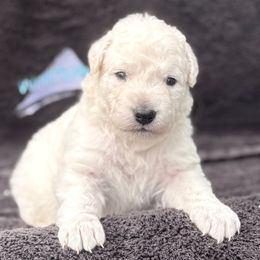 Boy 3 - male Kuvasz puppy in Wimauma, Florida from Whiterock
