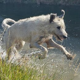 Irish Wolfhound and Pomsky All Grown Up from Bingo's Puppies