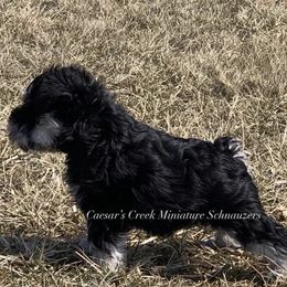 Miniature Schnauzer Puppies from Caesars Creek Miniature Schnauzers