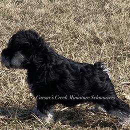 Miniature Schnauzer Puppies from Caesars Creek Miniature Schnauzers