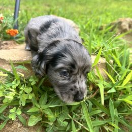 Dachshund Puppies from Memaw’s Minis Babies Doxies