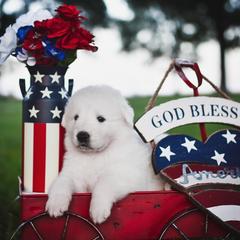Border Collie and Maremma Sheepdog Puppies from 2J 2K Border Collies & Maremma Sheepdogs