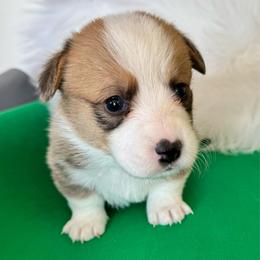 Eleanor - Sable and white female American Corgi puppy in Casper, Wyoming from Flying Note Shorties