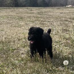 Alex - Brown and white male Aussiedoodle puppy in Greenwood, Arkansas from Royal J Aussies and Aussiedoodles