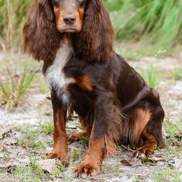 Rosie - English Cocker Spaniel