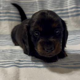LH Black n tan - Black and tan male Dachshund puppy in Lubbock, Texas from It’s a Hot Mess