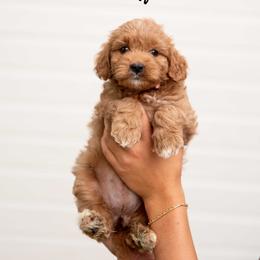 Muffin - Red  female Goldendoodle puppy in Meridian, Idaho from Country Club Doodles