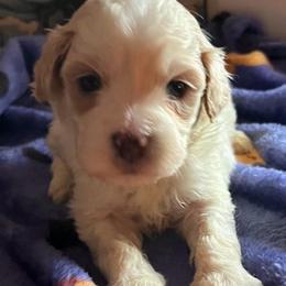 Chewy - Parti male Goldendoodle puppy in Cumberland, Rhode Island from minigoldendoodlesofRI