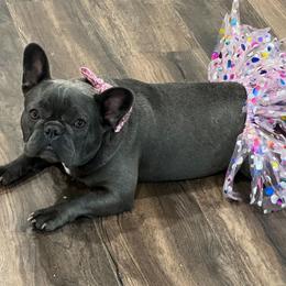 Asia - French Bulldog
