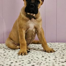 Cane Corso Puppies from RRR Corsos