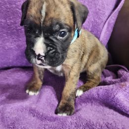 Boxer Puppies from Boxers R Us