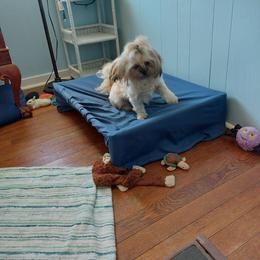 Shih Tzu All Grown Up from Shih Tzu's by Jen