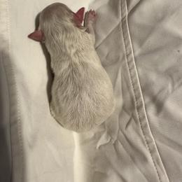 Snow White - White female Pomeranian puppy in Decatur, Iowa from Lisa Greenhalgh