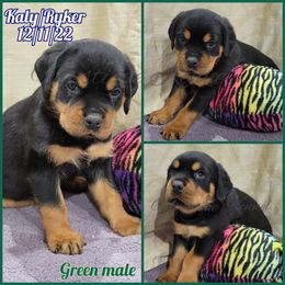 French Bulldog, Miniature Schnauzer, and Rottweiler Puppies from Mystique Kennel