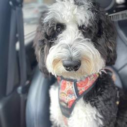 Bernedoodle Puppies from SoCal Bernedoodles