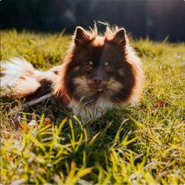 Pomeranian puppies from Picture Perfect Poms