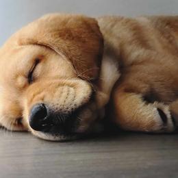 Labrador Retriever Puppies from Abundance Labradors