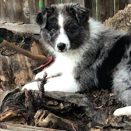 Australian Shepherd Puppies from Legacy Ranch Australian Shepherds