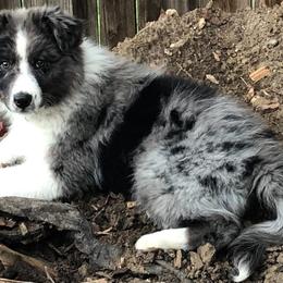 Australian Shepherd Puppies from Legacy Ranch Australian Shepherds