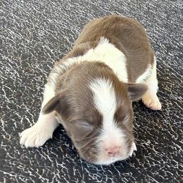 Tootsie - Chocolate female Havanese puppy in Lancaster, South Carolina from 3 Bs Havanese-PUPPIES with  PURPOSE