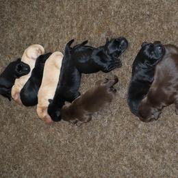 Oreo - Black male Labrador Retriever puppy in Camden, Indiana from Camden's Caring Canines