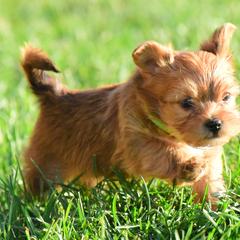 Shih Tzu and Shorkie Puppies from Nana's Happy Pups