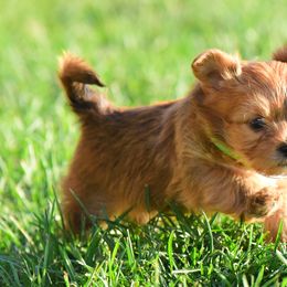 Shih Tzu and Shorkie Puppies from Nana's Happy Pups