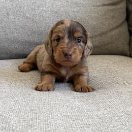 Cookie - Dapple male Dachshund puppy in Madera, California from Royal Dachshunds