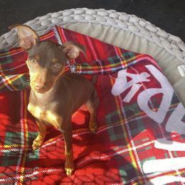 Miniature Pinscher All Grown Up from LA MINI PINS